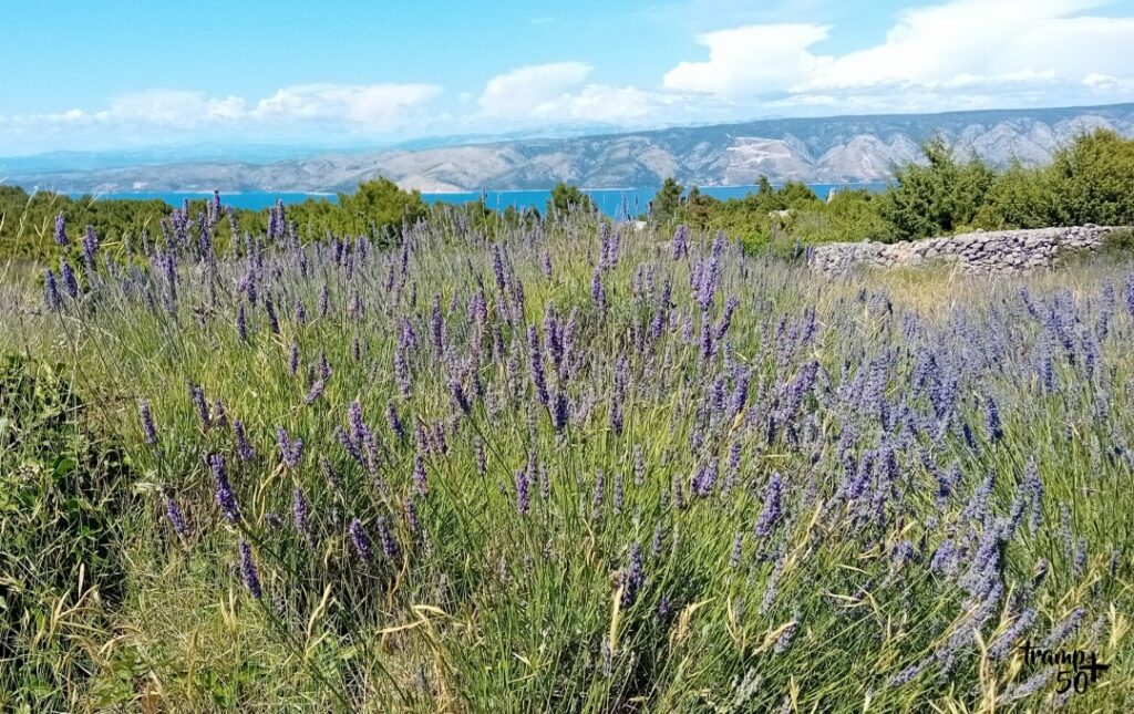 Wyspa Hvar w Chorwacji - lawenda