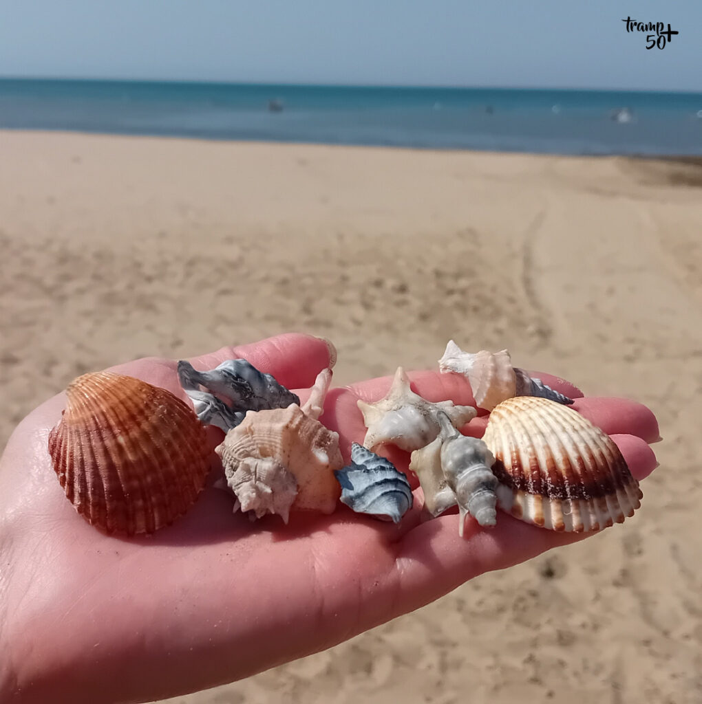 Barletta - muszelki z plaży